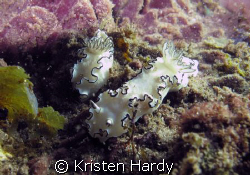 glossodoris hanging out together at Fairlite, Sydney. can... by Kristen Hardy 